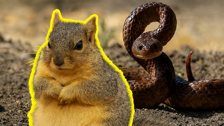 Audaz ardilla se enfrenta a serpiente de cascabel que acababa de matar a su compañera | VIDEO