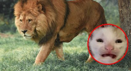 Zoológico pide que donen mascotas para que sean alimento de animales carnívoros