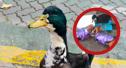 Denuncian a un pato por agredir a perro; vecinos reúnen miles de firmas para defender al ave