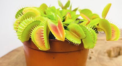 Plantas carnívoras: estos son los cuidados esenciales para cultivarla con éxito en casa