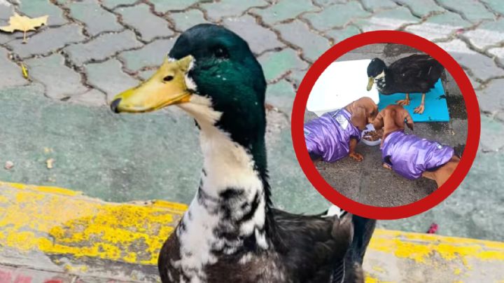 Denuncian a un pato por agredir a perro; vecinos reúnen miles de firmas para defender al ave