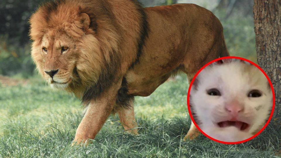 Zoológico pide donaciones de mascotas para alimentar a los animales carnívoros