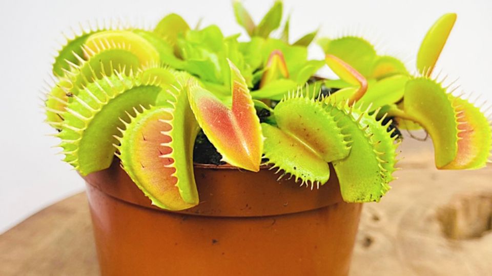 Cuida tu planta carnívora como un experto botánico.