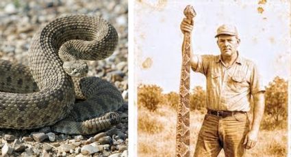 Esta es la víbora de cascabel más grande de Texas que ha sido capturada