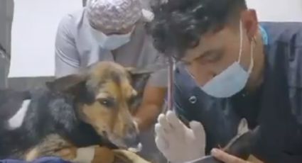 Veterinario le explica a perrito cómo lo operará; imágenes conmueven en redes | VIDEO