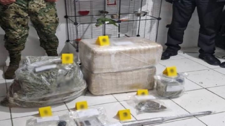 Operación Frontera Norte: incautan sustancias ilegales y animales exóticos en Coahuila