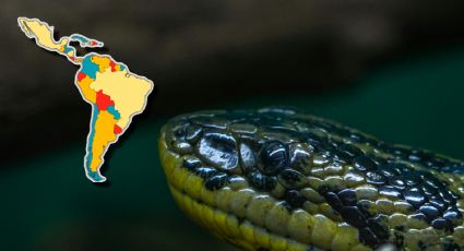 La serpiente más grande del mundo es descubierta en América Latina; ¿fue vista en México?
