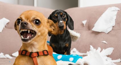 ¿Por qué abrazar mucho a tu perro no es recomendable, según expertos?