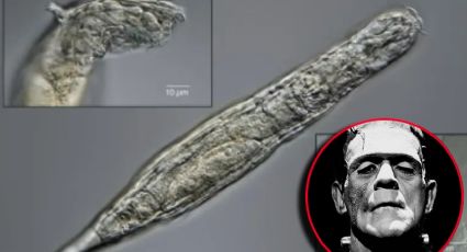 'Frankenstein' microscópico: el misterioso animal que sobrevive robando ADN desde hace 80 millones de años