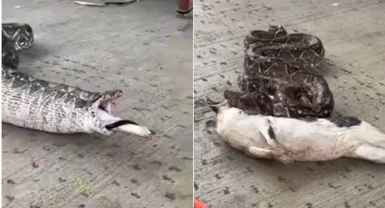 Capturan a enorme pitón dentro de una casa; había devorado a un gato | VIDEO