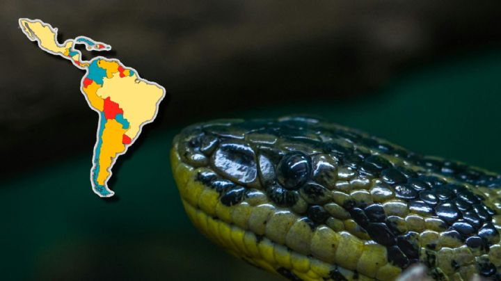 La serpiente más grande del mundo es descubierta en América Latina; ¿fue vista en México?