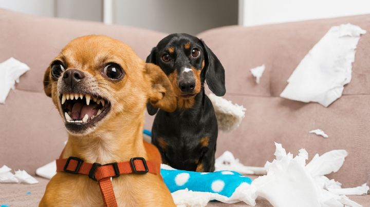 ¿Por qué abrazar mucho a tu perro no es recomendable, según expertos?