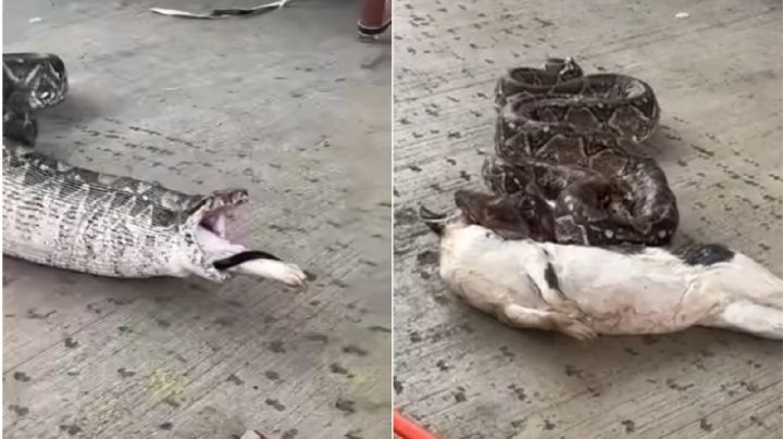 Capturan a enorme pitón dentro de una casa; había devorado a un gato | VIDEO