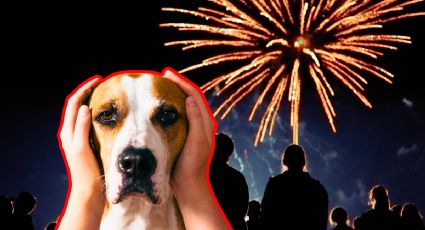 Protege a tu perro del ruido este 15 de septiembre; descubre cómo evitar que sufra con la pirotecnia