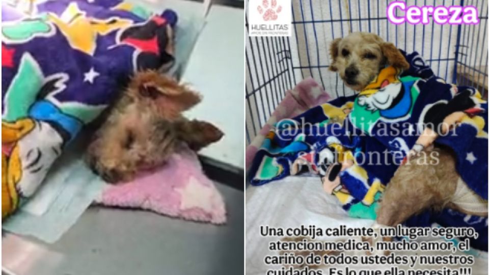 Cereza, la perrita que logró sobrevivir a la explosión de Iztapalapa