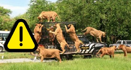 Empleado muere tras ataque de manada de leones; lo acorralaron sin piedad