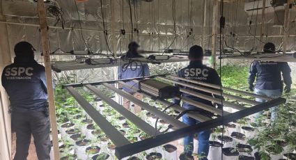 Detienen a líder criminal en la CDMX; había instalado un invernadero de droga en zona habitacional