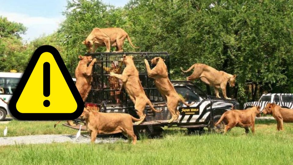 Especialistas en bienestar animal advierten que estas tragedias podrían repetirse mientras los zoológicos sigan operando bajo modelos de confinamiento