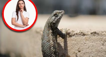 Temporada de lagartijas: ¿qué significa tenerlas en la casa y por qué aparecen?