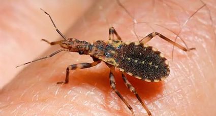 Chinches besuconas emigran hacia estos estados de México; alerta por el mal de Chagas