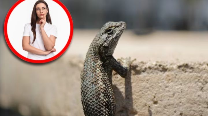 Temporada de lagartijas: ¿qué significa tenerlas en la casa y por qué aparecen?