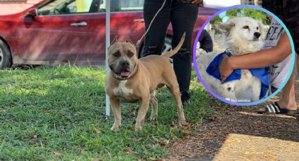 Gobierno de Matamoros instala módulos de Zoonosis; promueve cuidado responsable de mascotas