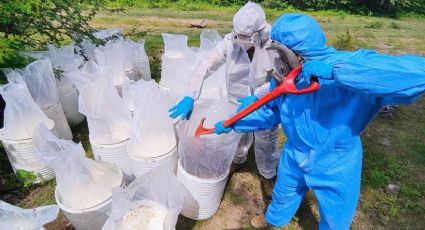 Golpe histórico al crimen: aseguramientos récord de 4,495 litros de precursores químicos en Sinaloa