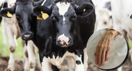 Muere abuelito tras ser atacado ferozmente por un grupo de vacas; ¿qué ocurrió?