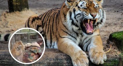 Tigre ataca a veterinaria dentro de una reserva natural en Jalisco; ¿qué desató su furia? | VIDEO