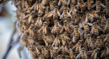 Abejas asesinas atacan a jarochos en Tantoyuca y matan a un abuelito
