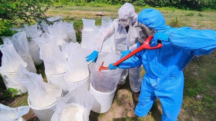 Golpe histórico al crimen: aseguramientos récord de 4,495 litros de precursores químicos en Sinaloa