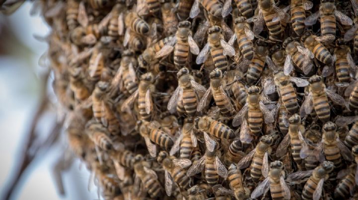 Abejas asesinas atacan a jarochos en Tantoyuca y matan a un abuelito