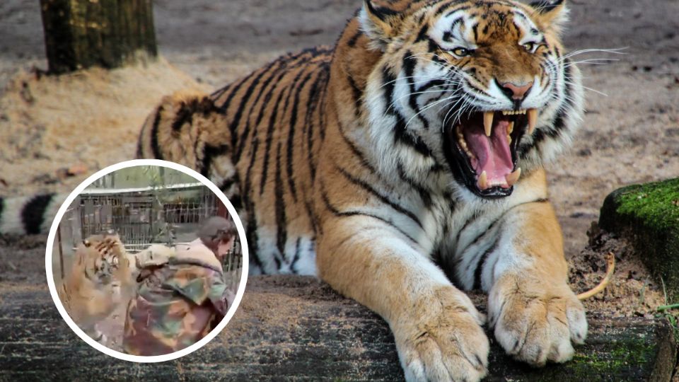 El felino asustó a los veterinarios y asistentes al atacar a una de sus cuidadoras