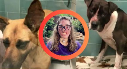 Mujer fue a cuidar unos perros y le arrancaron las orejas, nariz y labios; recibió 800 mordeduras