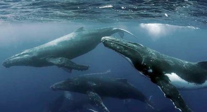El misterioso cementerio de ballenas mexicano, perdido en una isla remota