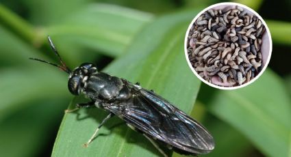 Esta mosca luce asquerosa, pero ayuda al medio ambiente; transforma la basura en materia reutilizable