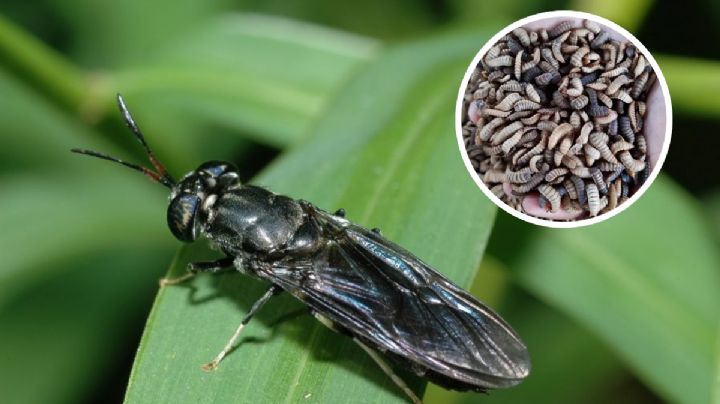 Esta mosca luce asquerosa, pero ayuda al medio ambiente; transforma la basura en materia reutilizable