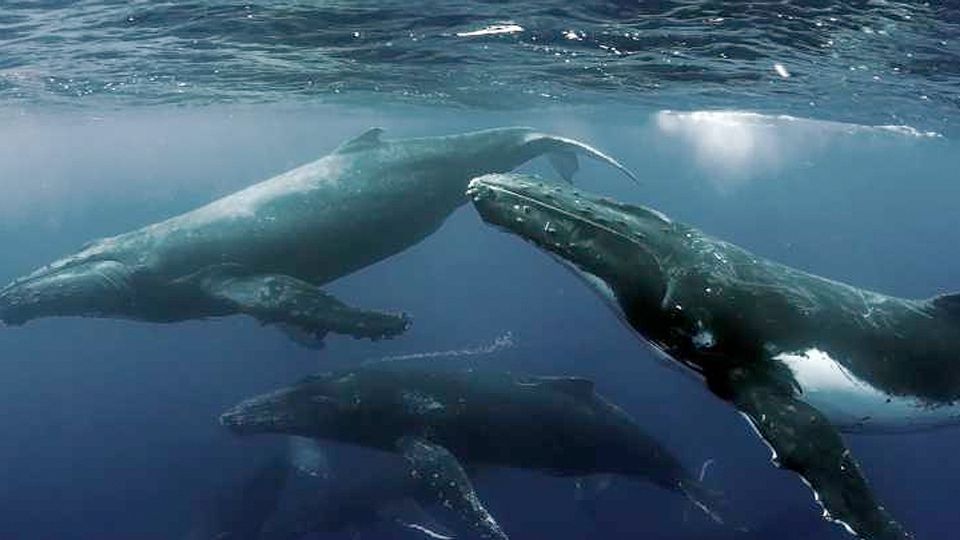 El cementerio de ballenas perdido en el fondo del mar