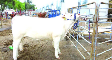 Pega a ganadería local gusano barrenador de Sabinas