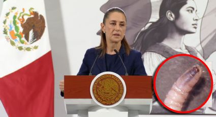 Sheinbaum prepara acciones para controlar gusano barrenador detectado en ganado de Nuevo León