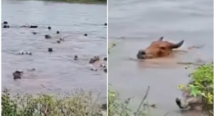 MOMENTO EXACTO en el que río arrastra a varias cabezas de ganado; se desbordó por las lluvias
