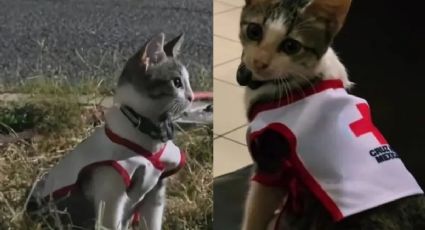 ‘Urgencio’, la historia del gatito de la Cruz Roja que conmovió a Ciudad Victoria; así fue rescatado
