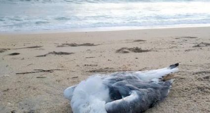 Sepultan a 400 aves en Playa Bagdad; confirman presencia del virus de influenza aviar