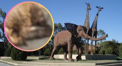 Escándalo en 'La Pastora' por maltrato animal; exhiben osos en jaulas insalubres y en agonía | VIDEO