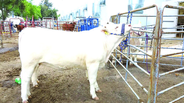 Pega a ganadería local gusano barrenador de Sabinas