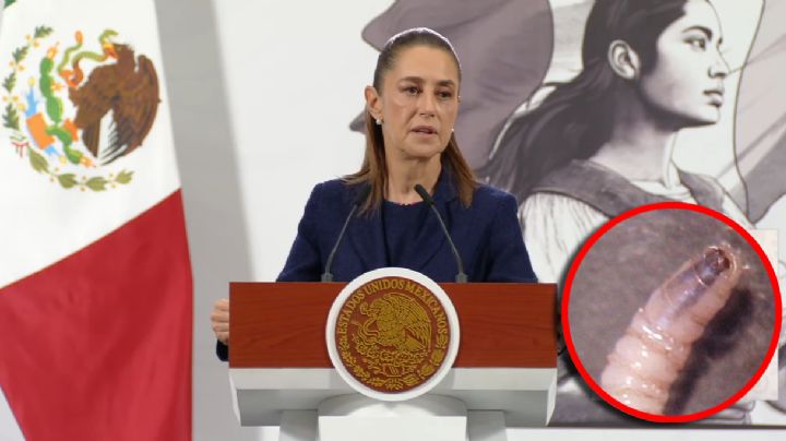 Sheinbaum prepara acciones para controlar gusano barrenador detectado en ganado de Nuevo León