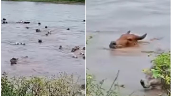 MOMENTO EXACTO en el que río arrastra a varias cabezas de ganado; se desbordó por las lluvias
