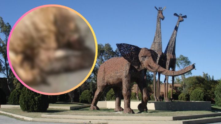 Escándalo en 'La Pastora' por maltrato animal; exhiben osos en jaulas insalubres y en agonía | VIDEO