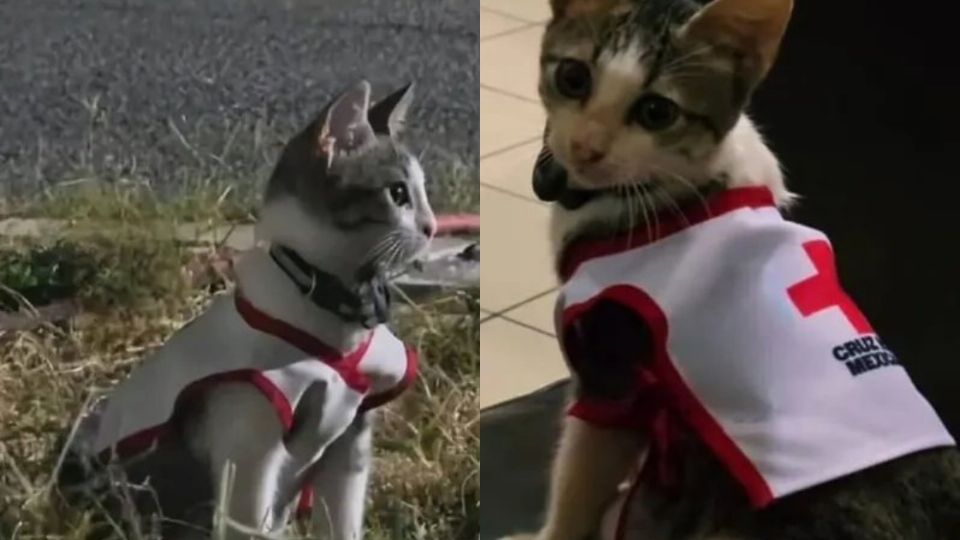 El gatito paramédico que ha cautivado los corazones de Ciudad Victoria