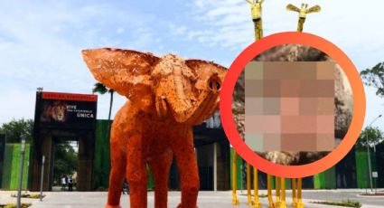 'Su condición es irreversible': Zoológico La Pastora responde al video que muestra a oso 'moribundo'